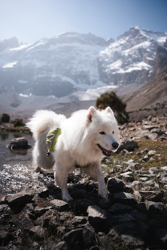 The Growing Role of Bluetooth Trackers in Pet Safety