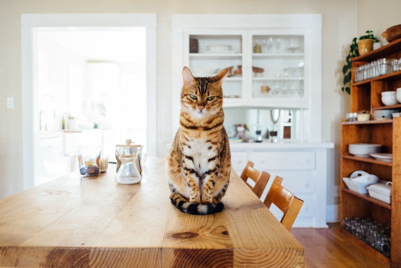 Bluetooth Trackers for Pets: Keeping Your Furry Friends Safe