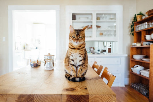 Bluetooth Trackers for Pets: Keeping Your Furry Friends Safe